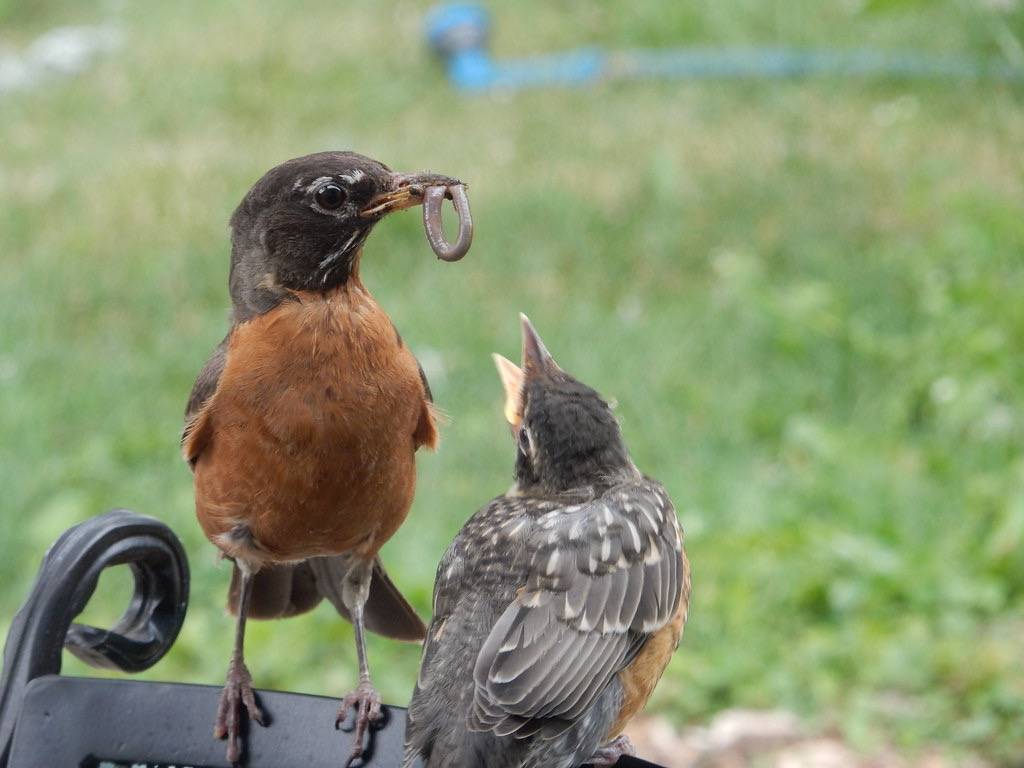 American Robin with worm by plunkettb is licensed under CC BY 2.0